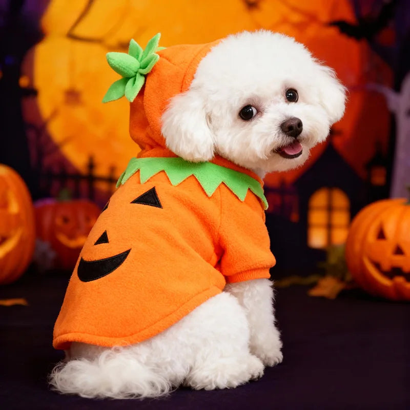 Halloween Pumpkin Pet Costume 🐶🐱