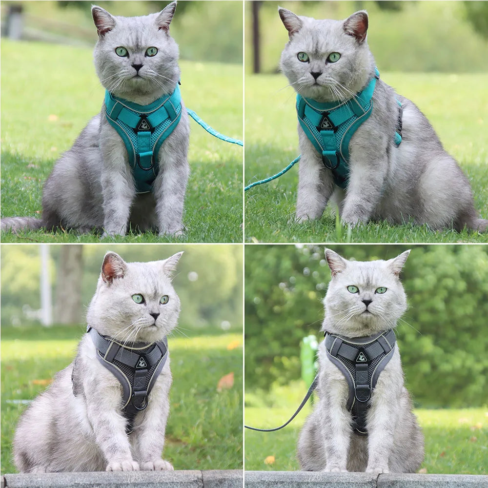 Harness and Leash Set