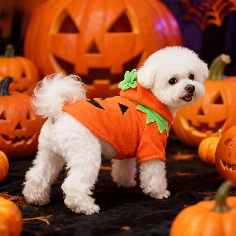 Halloween Pumpkin Pet Costume 🐶🐱